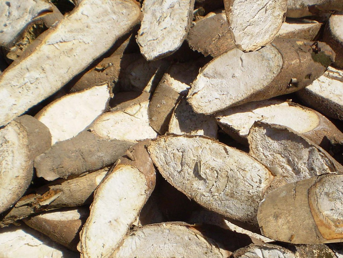 Cassava