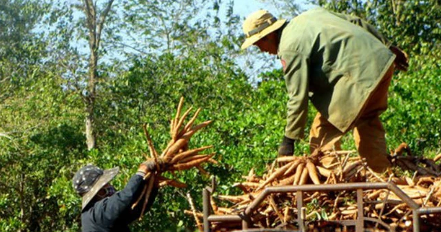 Bộ Tài chính từ chối nhiều đề xuất xin ưu đãi cho cây sắn