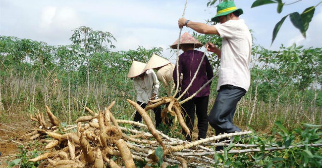 “Xin” ưu đãi cho cây sắn